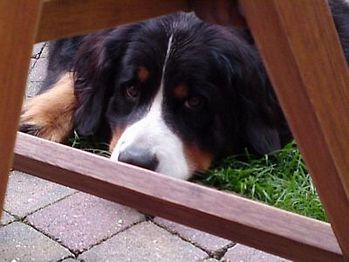 BFaith van Bangaïs, Bernese Mountaindogs v.d. Clemensberghoeve